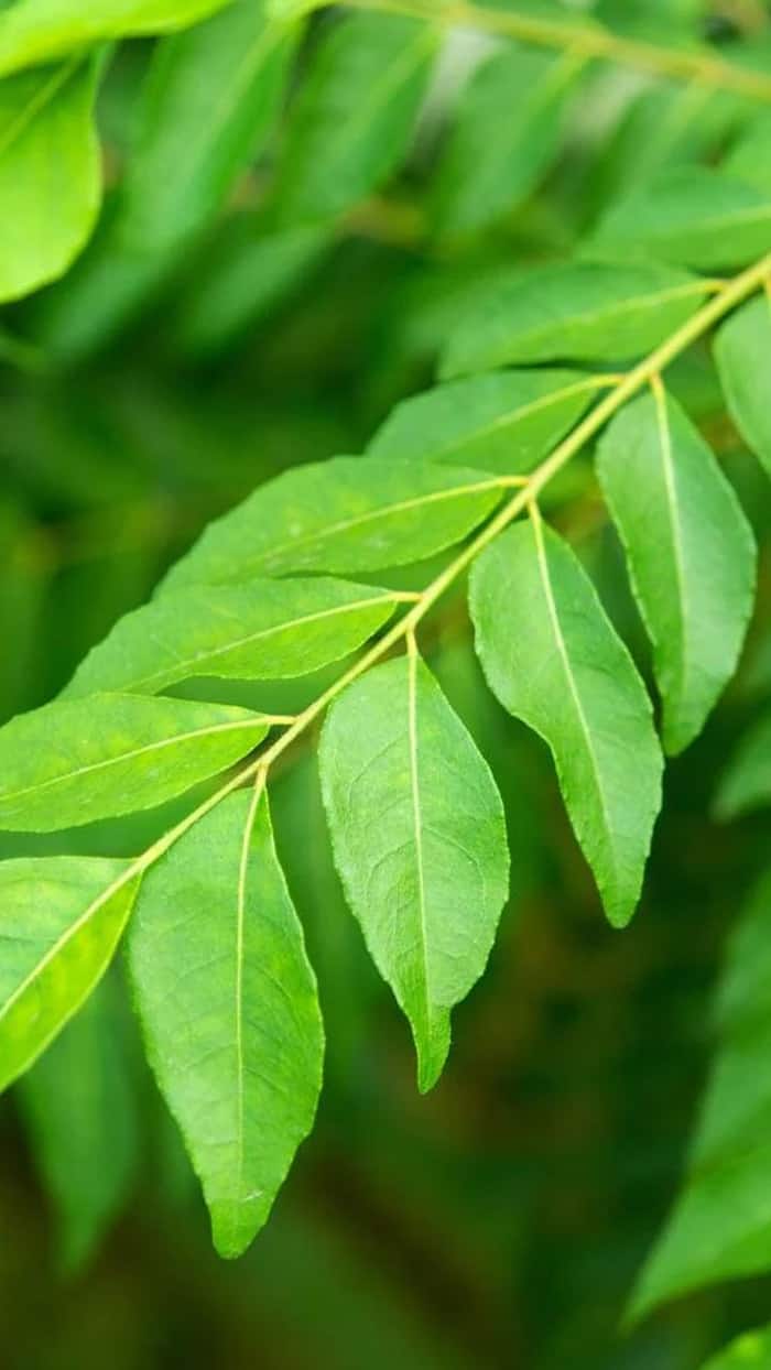 Curry leaves helps in face glow