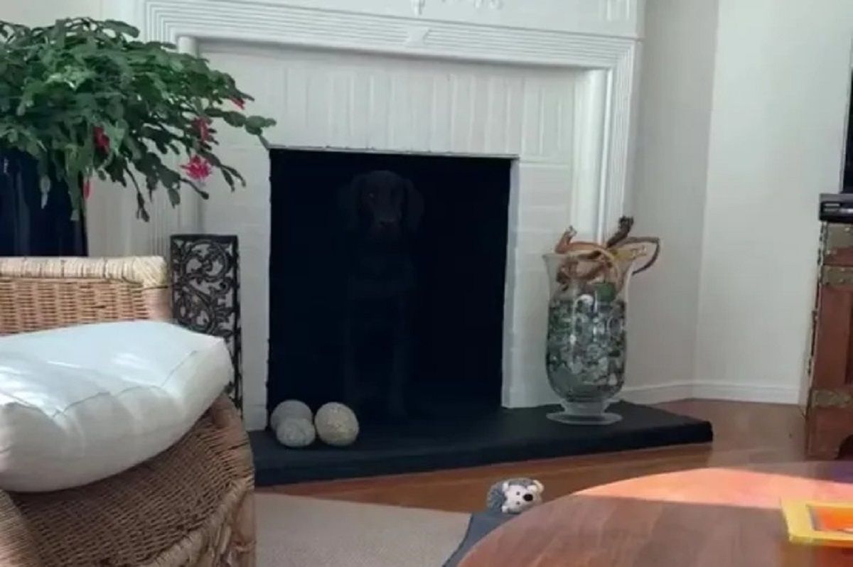 optical-illusion-can-you-find-the-hidden-dog-in-this-room-within-15-seconds