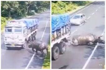 Video of Rhino Getting Hit by Truck Enrages Netizens, CM Himanta Biswa  Sarma Reacts | Watch