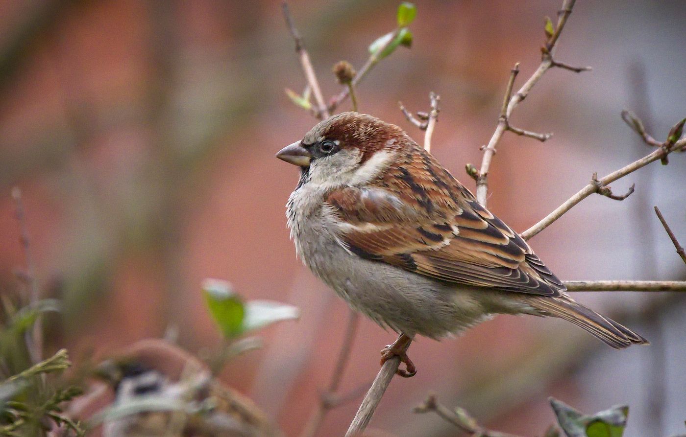 House sparrow spiritual