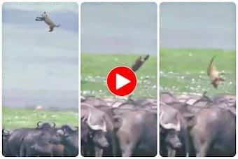 Baby Elephant And Girl Ki Porn Video - Viral Video: Buffalo Herd Tosses Lion Cub In The Air With Their Horns Like  Football. Watch