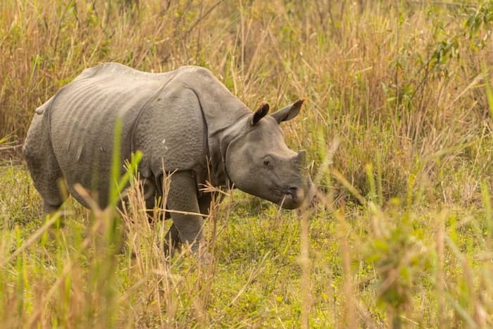 Good News! Get Ready To Safari As Kaziranga National Park & Tiger ...