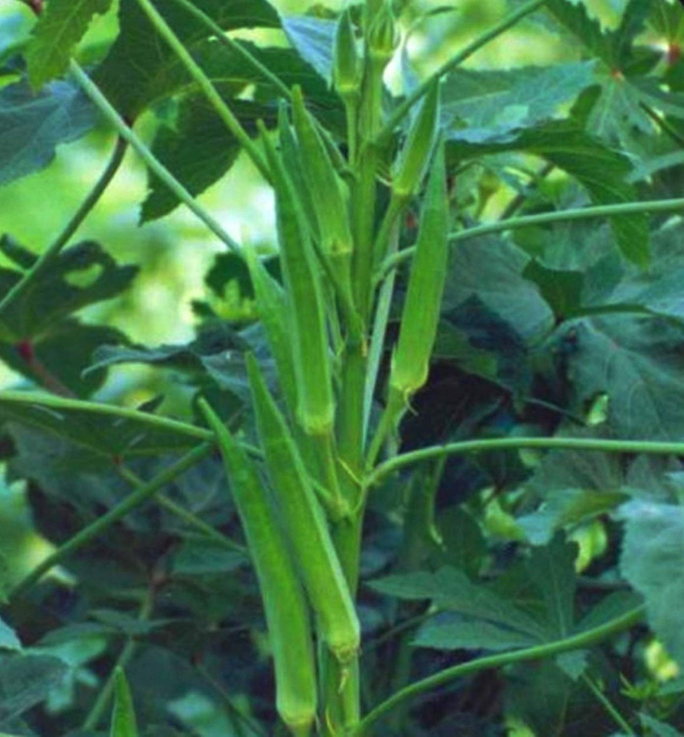 Lady Finger Benefits भिंडी खाने से आपकी सेहत को होते हैं कमाल के 