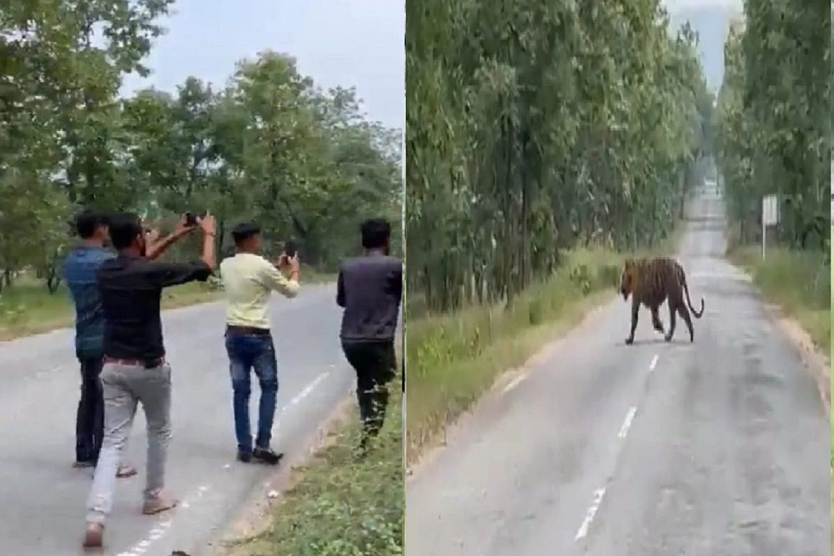 viral-video-group-of-men-try-to-take-selfie-with-tiger-in-mp-forest-reserve-here-s-what-happened-next