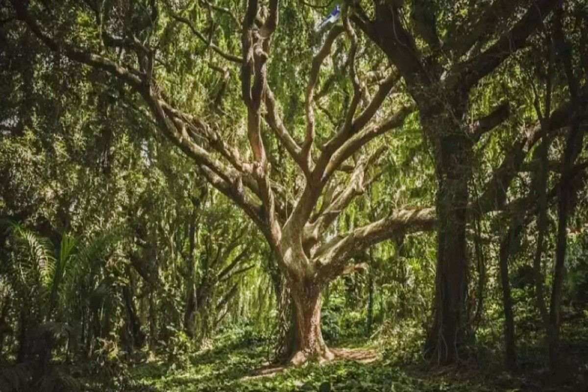 Optical Illusion: Only A Genius Can Spot The Hidden Bird In This Forest Within 5 Seconds