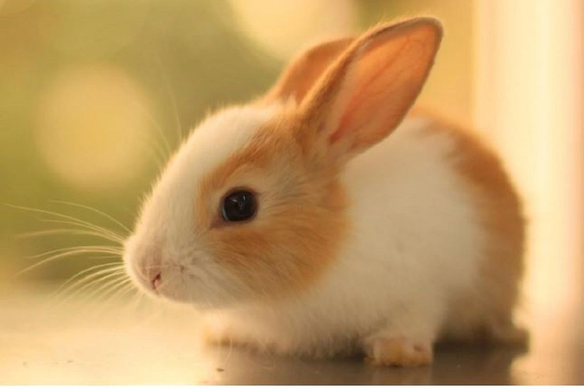 Rabbit at home good or bad : अगर फेमिली के लोग तनाव में रहते हैं, तो घर ...
