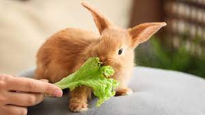 Rabbit at home good or bad : अगर फेमिली के लोग तनाव में रहते हैं, तो घर ...