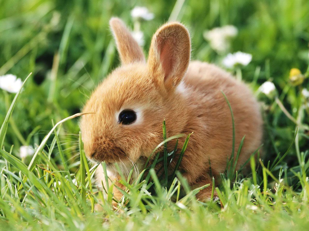 Rabbit at home good or bad : अगर फेमिली के लोग तनाव में रहते हैं, तो घर ...