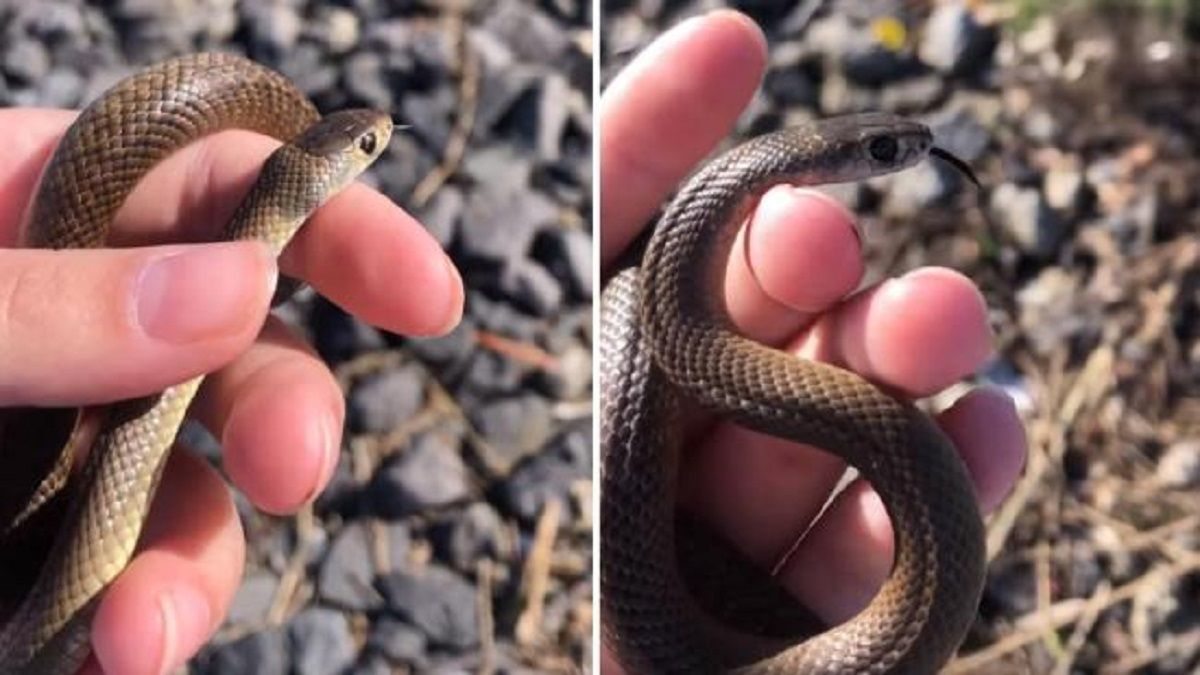 viral-video-girl-unknowingly-picks-up-deadly-snake-netizens-say-shes