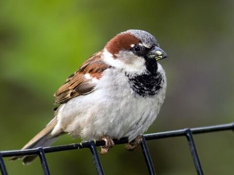 Sparrow around