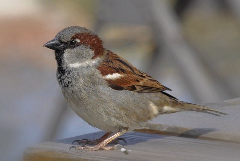 Sparrow at home