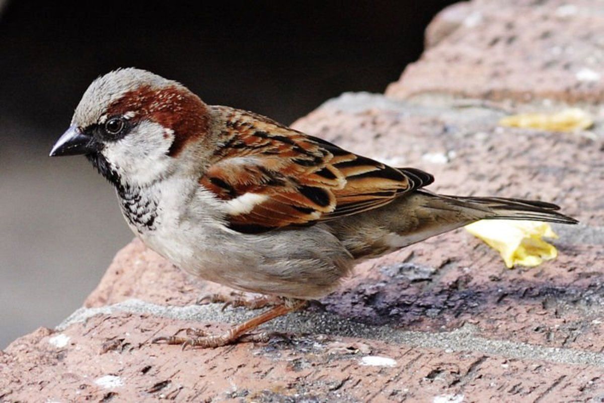 Sparrow for peace