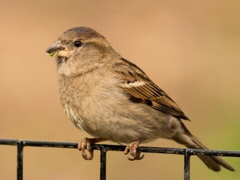 Sparrow good luck