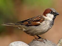 Sparrow small