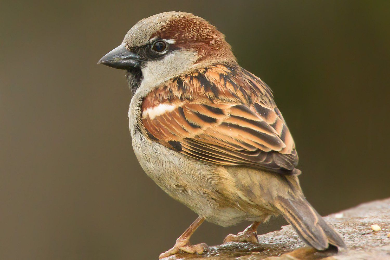 Sparrow window