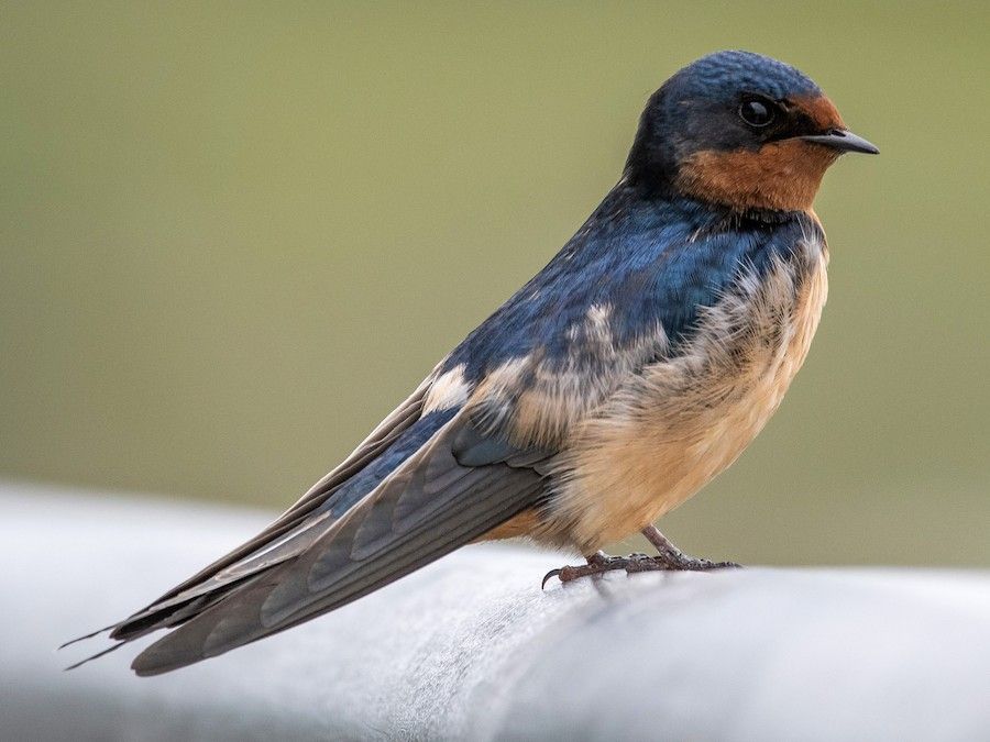 Swallow in house