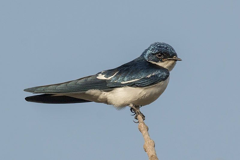 Swallow warms