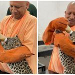 Yogi Adityanath Feeds Milk to Leopard Cubs at Gorakhpur Zoo, Names Them Bhavani & Chandi | Watch