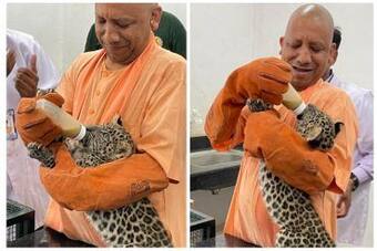 Yogi Adityanath Feeds Milk to Leopard Cubs at Gorakhpur Zoo, Names Them  Bhavani & Chandi | Watch