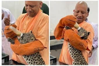 Yogi Adityanath Feeds Milk to Leopard Cubs at Gorakhpur Zoo, Names Them Bhavani & Chandi | Watch Yogi Adityanath Feeds Milk to Leopard Cubs at Gorakhpur Zoo, Names Them Bhavani & Chandi | Watch