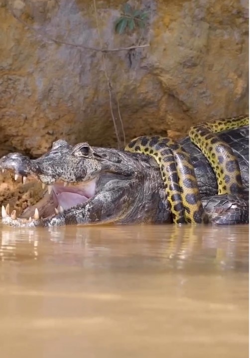 Python Wrapped Crocodile