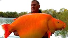 British Fisherman Catches Massive Goldfish Weighing 30 Kg, Leaves Netizens Stunned