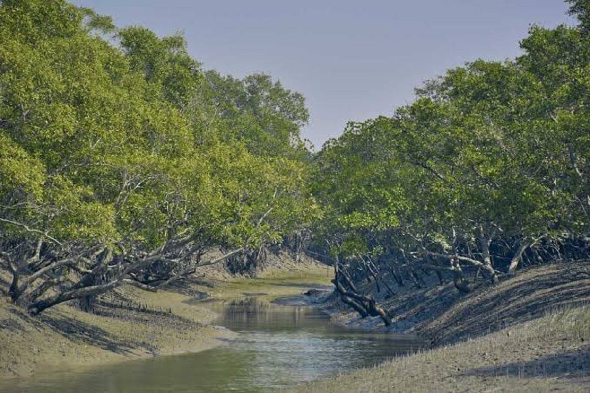 Odisha s Bhitarkanika Mangrove Forests Added To Wildlife Sanctuary See ...