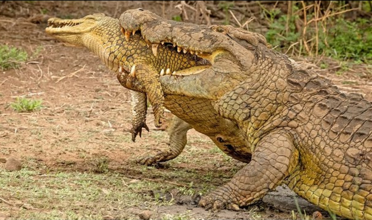 Viral Video Crocodile Fights And Eats Baby Crocodile Netizens Are Stunned