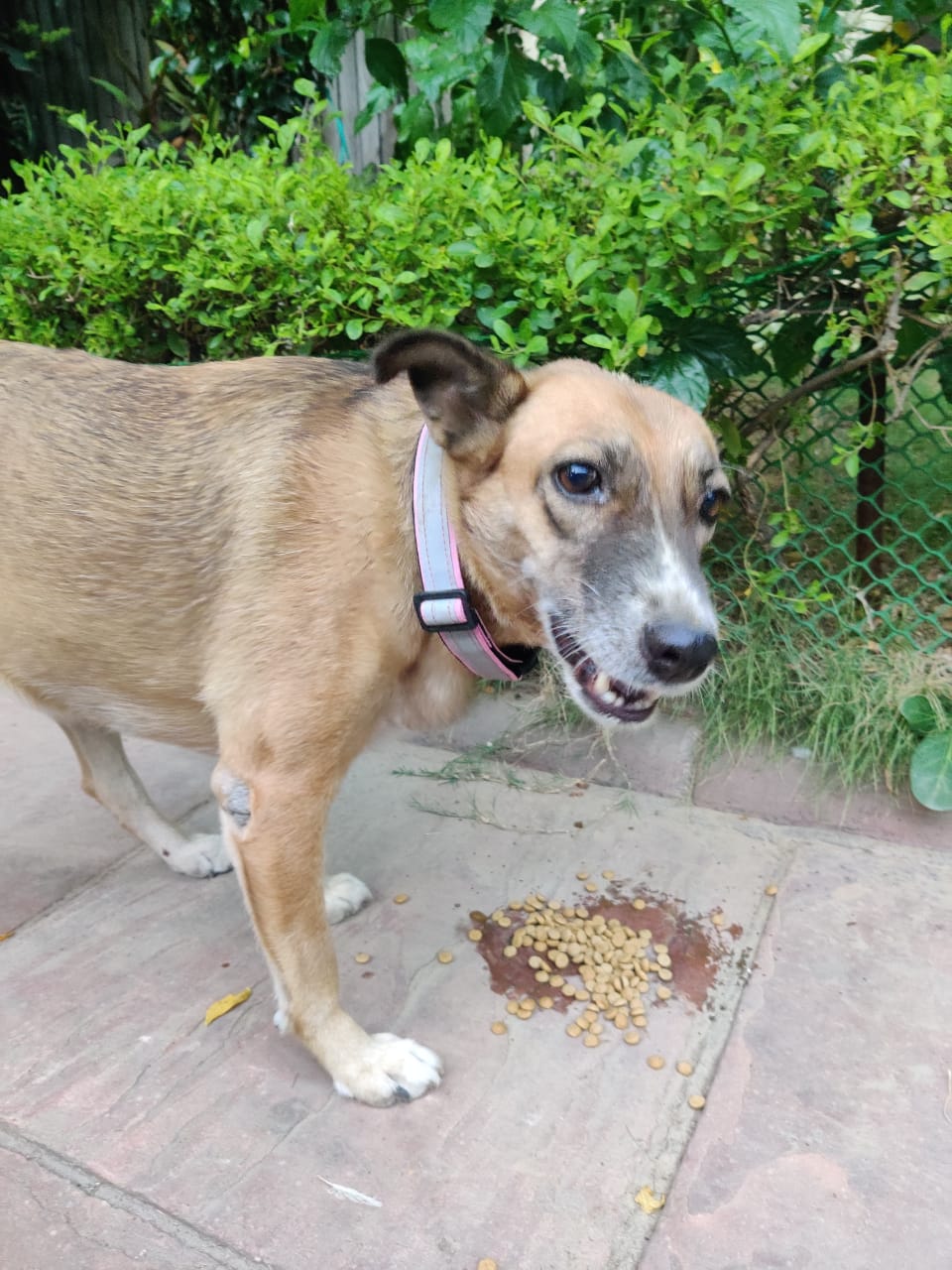 13 Year Old Dog Missing For A Month Owner Pitches Rs 25000 Reward In ...