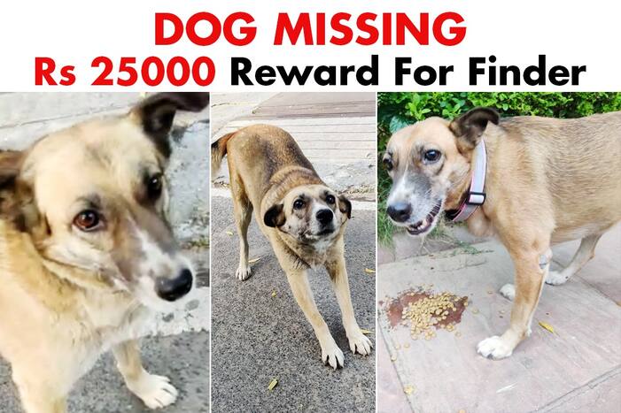 Missing dog in Delhi, civil lines, kejriwal house, flagstaff road, new delhi missing dog, 13-year-old dog missing since Diwali, missing dog in Delhi
