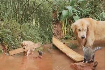 Dog Uses Unique Idea to Save Little Kitty from Drowning, Video Goes Viral |  WATCH