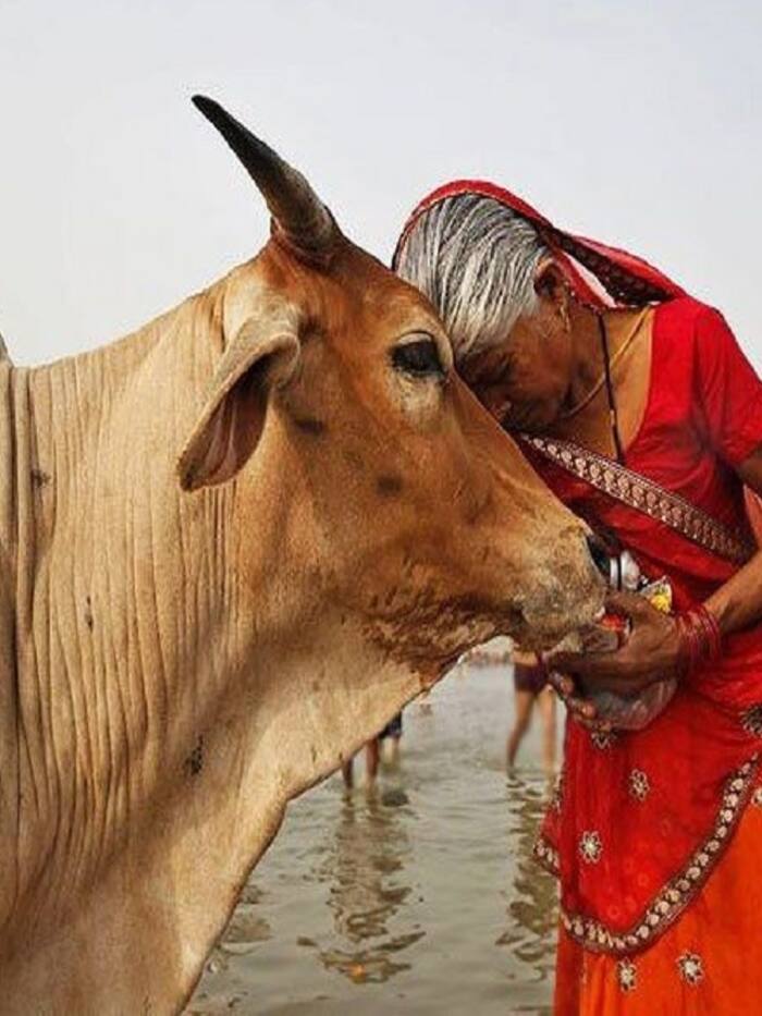 हाथ में अगर आधीअधूरी हो आयु रेखा, आते हों बुरे सपने...गाय की पूजा करें...होगा फायदा