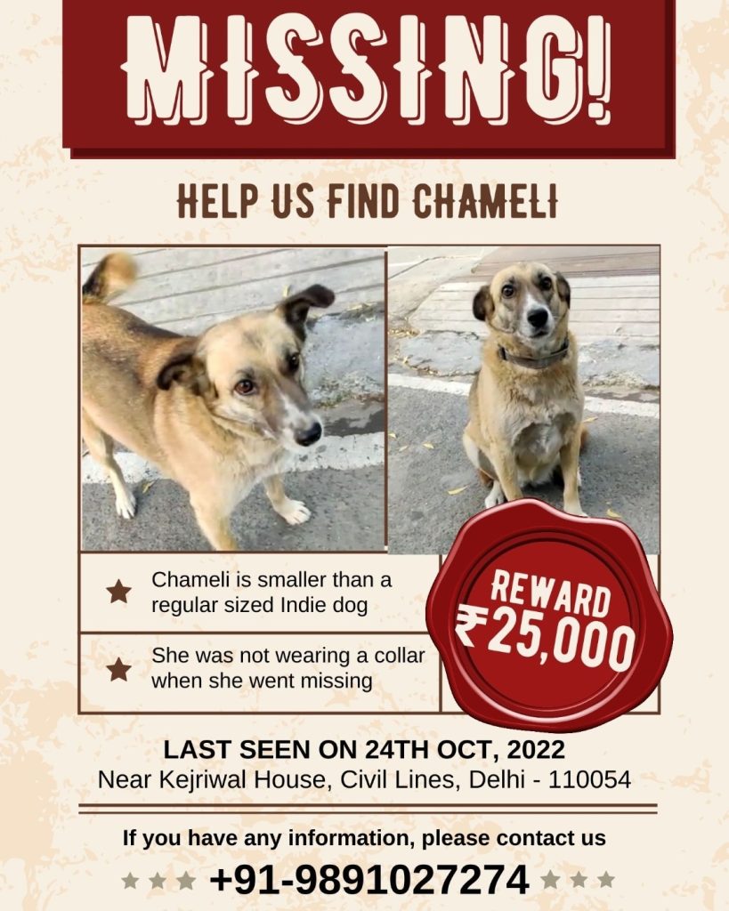 What Do You Do If You Find A Lost Dog At Night