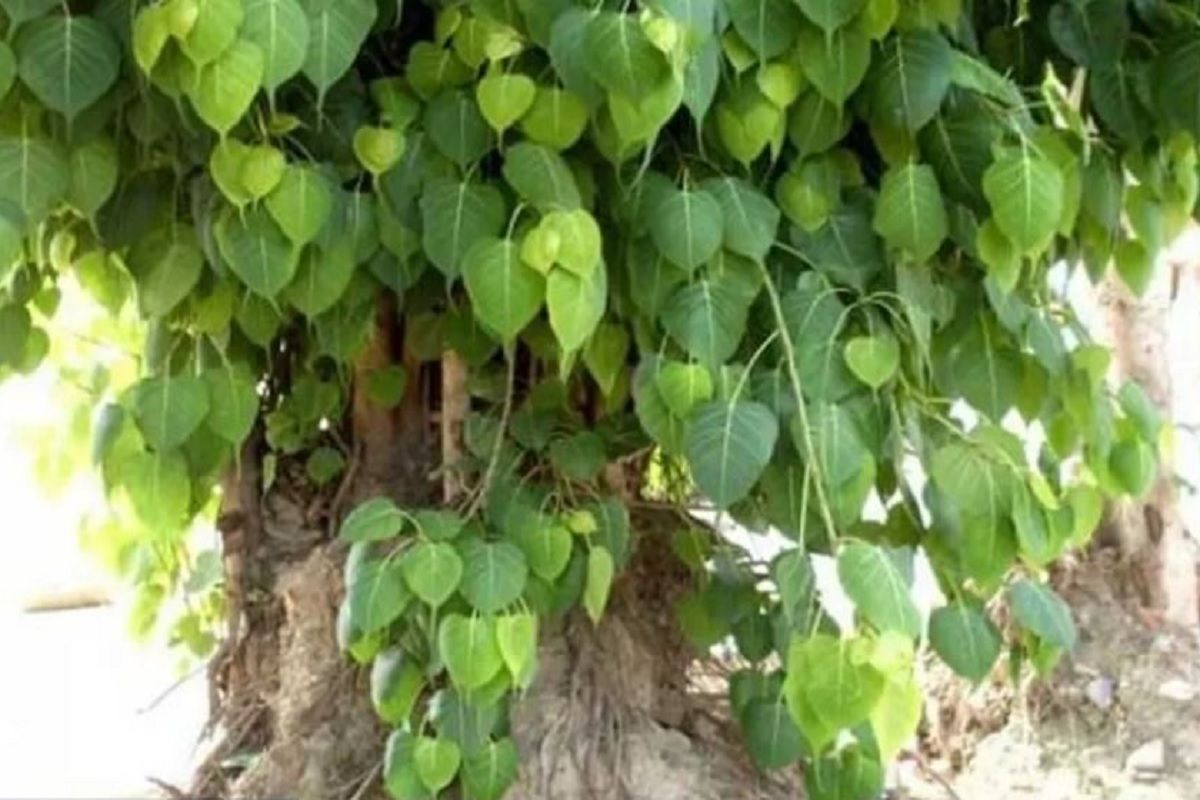 Peepal Ke Patte Ka Upay पीपल का पेड़ दूर करेगा हर संकट और बरसाएगा धन