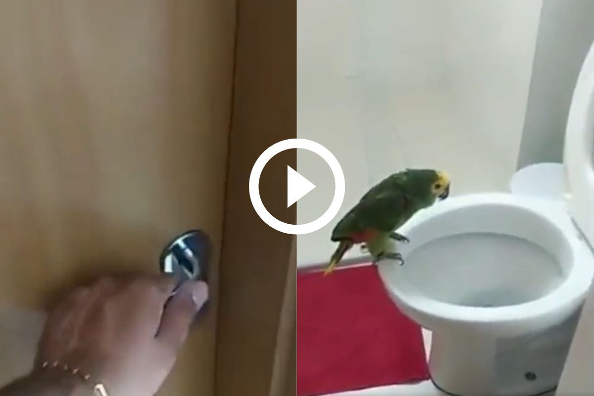 Viral Video Parrot Sings While Sitting On The Toilet, Netizens Can't
