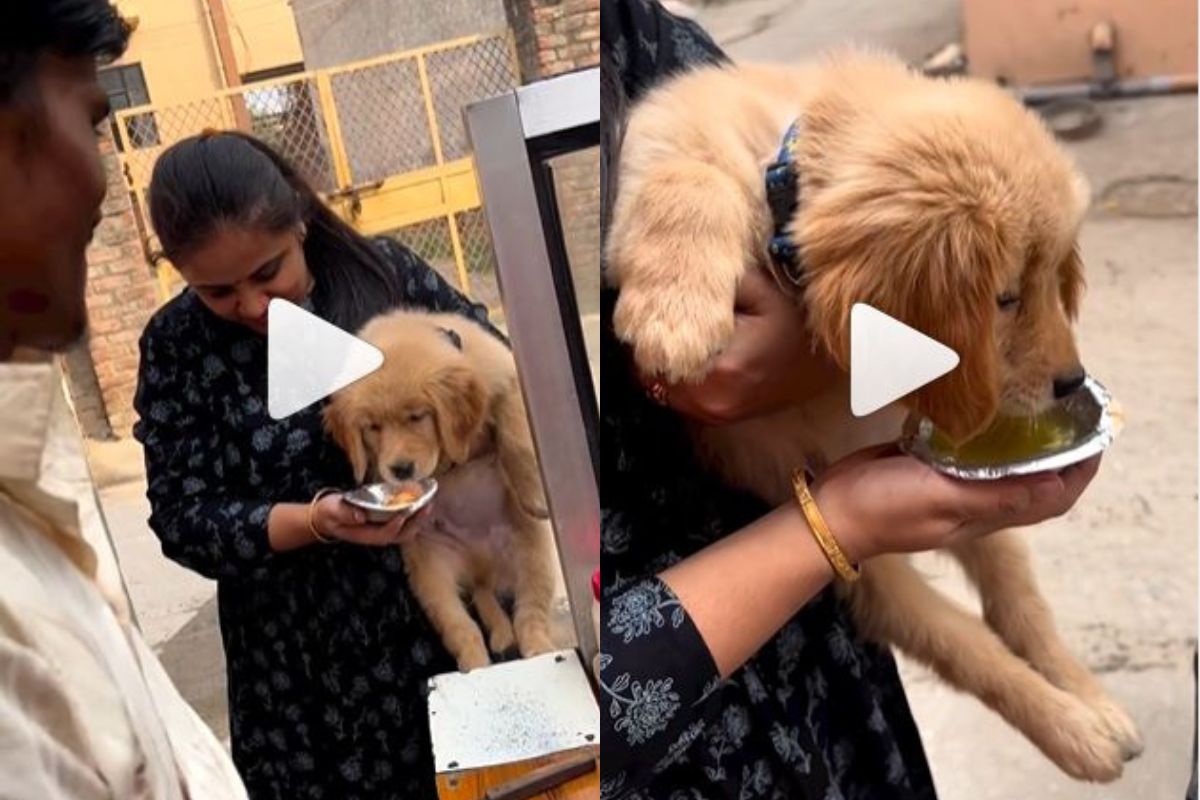 Viral Video: Woman Gives Golgappa To Her Dog, Some Find It Cute, Others Not Happy. Watch Viral Video: Woman Gives Golgappa To Her Dog, Some Find It Cute, Others Not Happy. Watch