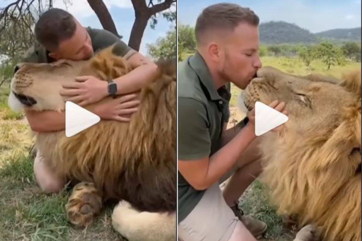 INCREDIBLE video footage has captured a brave man stroking a lion's mane as  it cuddles up to him. The stunning clip shows the lion nuzzling up to his  human friend before letting