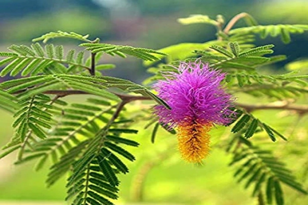 Vastu Tips For Shami Plant: घर के मुख्य द्वार पर लगाएं ये पौधा, आकर्षित ...