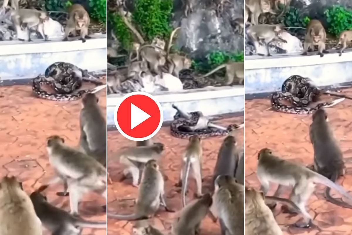 Viral Video: Python Tries To Kill Monkey And Eat It, Other Monkeys ...
