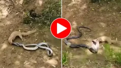 Viral Video: Black Cobra and Mongoose Face Off in Deadly Fight, Watch Who Survives