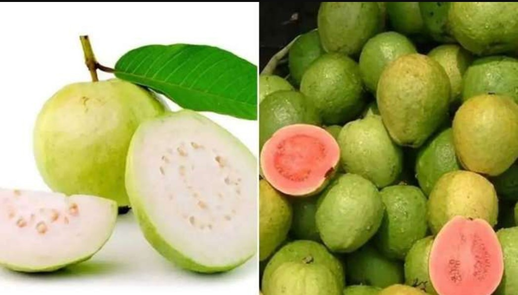Benifits of guava