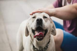 For 'Security And Cleanliness' Of The City, Dog Owners Must Pay Taxes, Says Civic Body