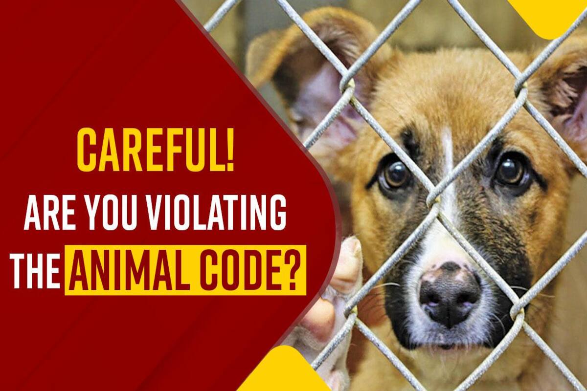 Laws for Animals in India: Right to Food, Breaking Their Nest... Know Everything In The Video - WATCH Laws for Animals in India: Right to Food, Breaking Their Nest... Know Everything In The Video - WATCH