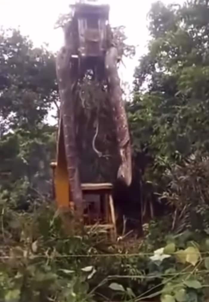 Python Crane विशालकाय अजगर को देख हिल गए जंगल गए लोग, क्रेन लाकर शख्स ने फिर टांग ही ...
