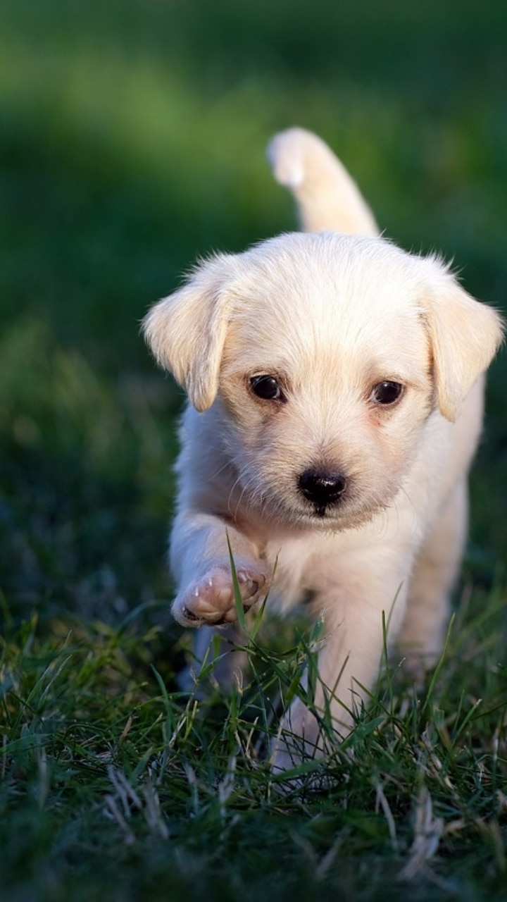 Noida Pet Registration Mandatory By January 2023 What Do We Know