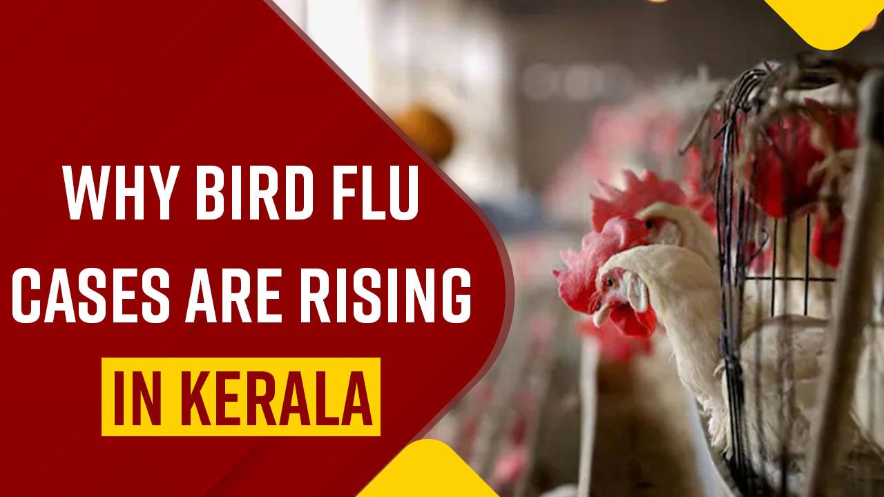 Bird Flu Why Is There A Spike In Kerala Bird Flu Cases? Watch Video To