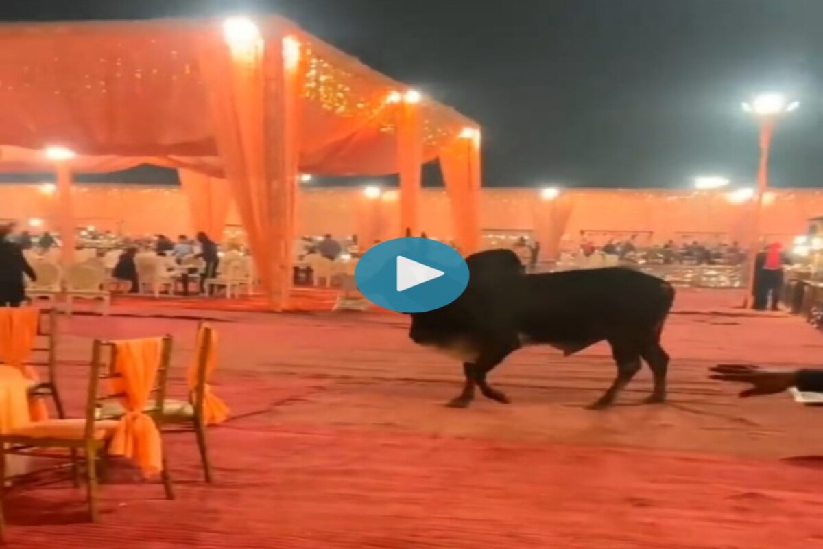 Bin Bulaye Baraati! Bull Gatecrashing a Wedding Venue Goes Viral See