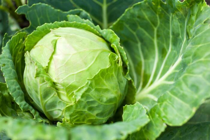 Benefits of Cabbage: 4 Solid Reasons Why You Must Have Patta Gobhi in Winter (source: freepik)