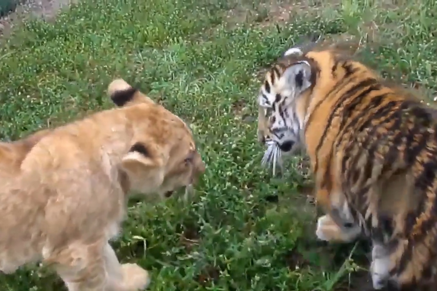 This Video of a Lion Cub and Baby Tiger Playing Will Make Your Day | WATCH