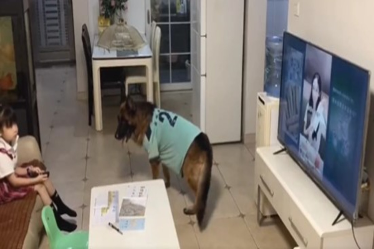 Dog Reminds Little Girl To Switch Off TV And Study As Father Comes Home